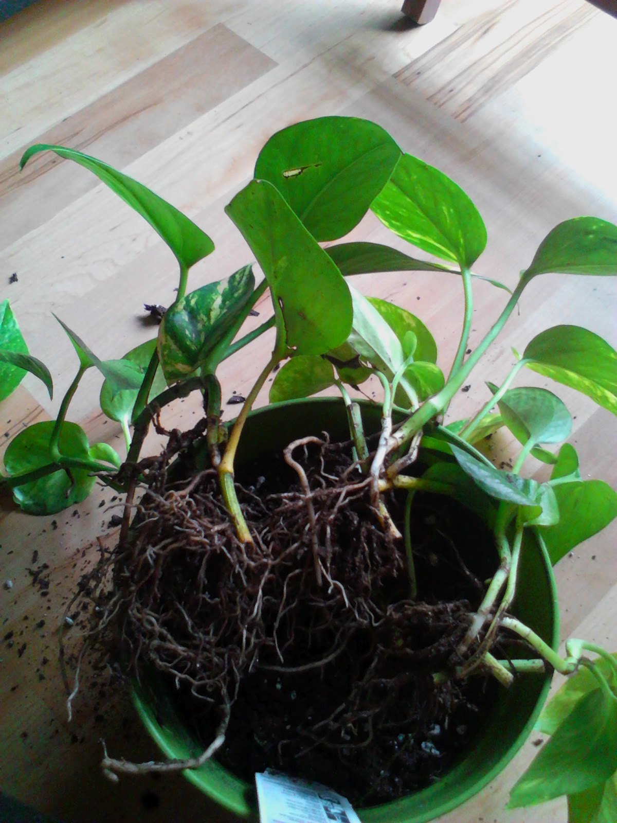 Dynamic Gardening Repotting Plants Golden Pothos Dynamic Gardening Repotting Plants Golden Pothos