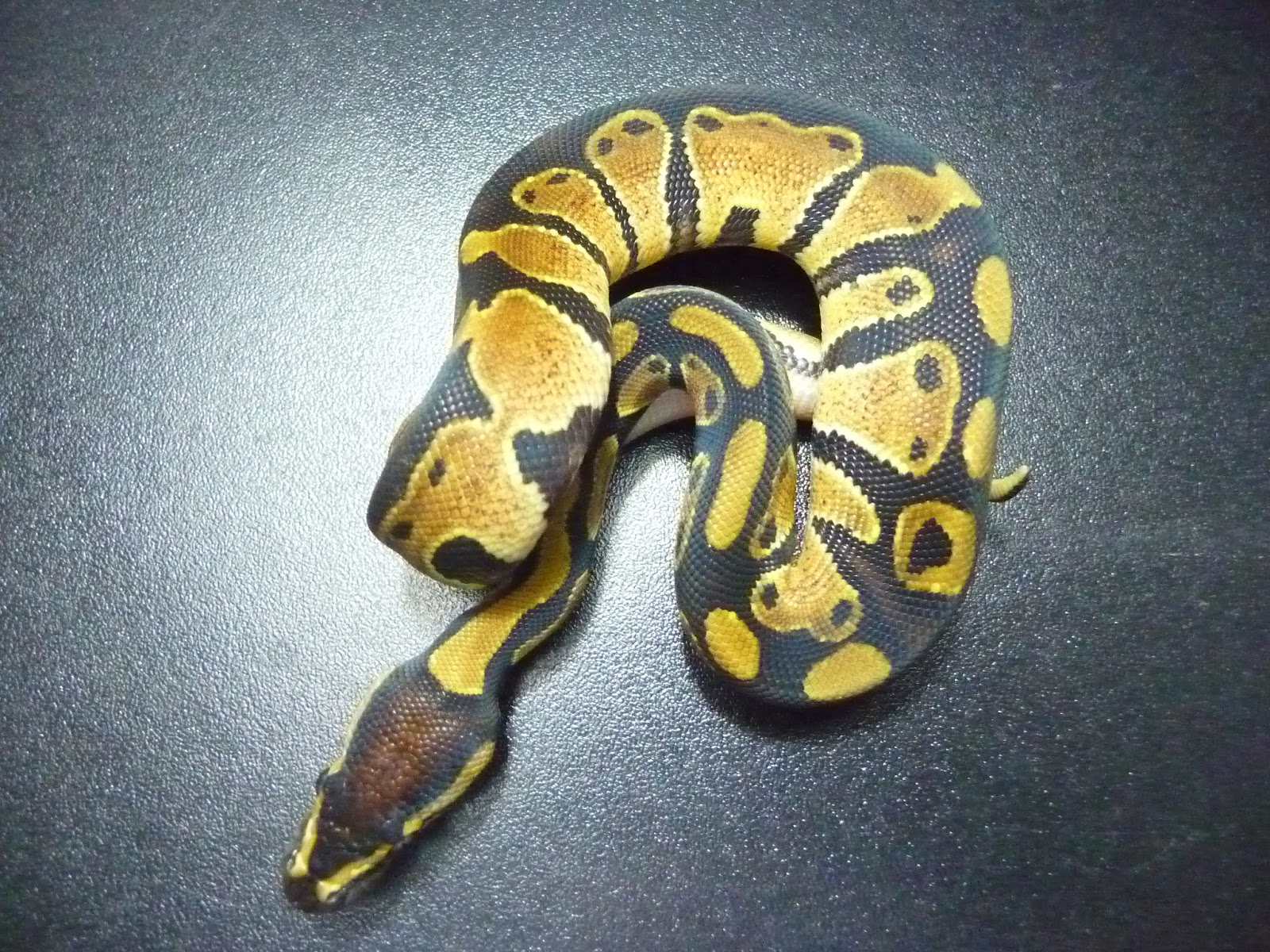 Constrictor Chile cria y venta de serpientes pitones bolas Santiago