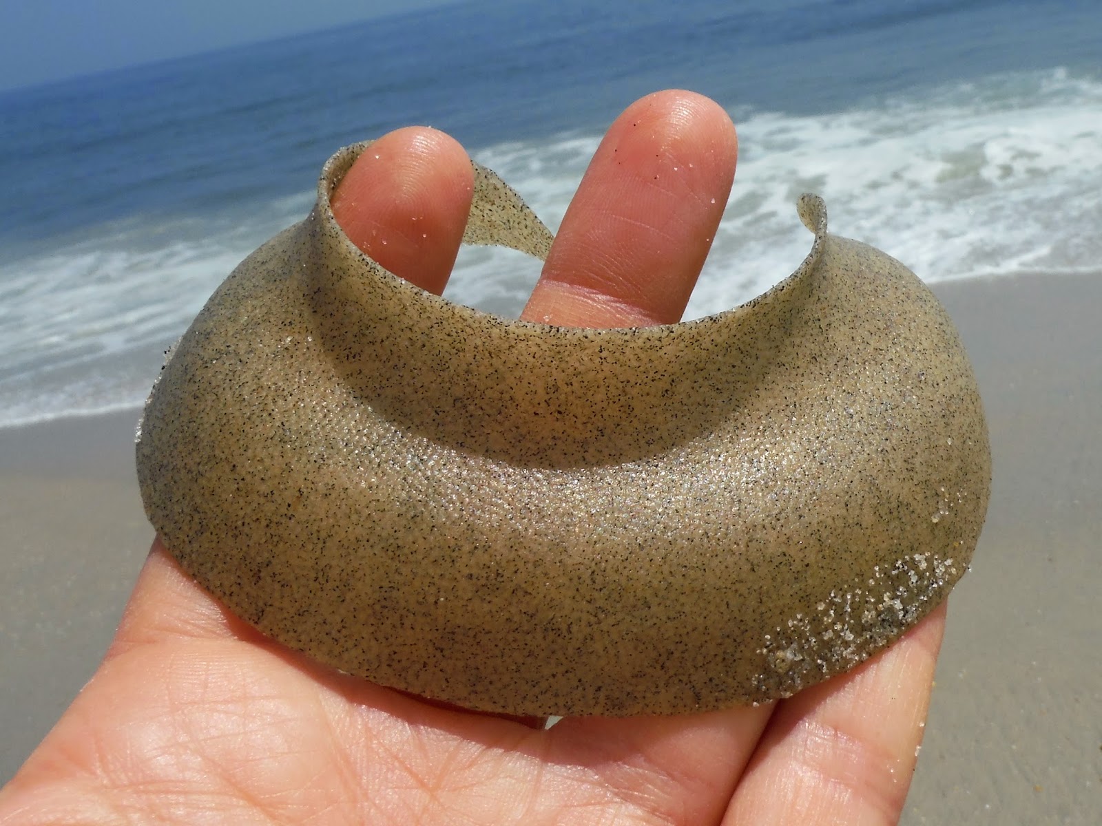 Nature on the Edge of New York City Moon Snails Swept Up on the Shore