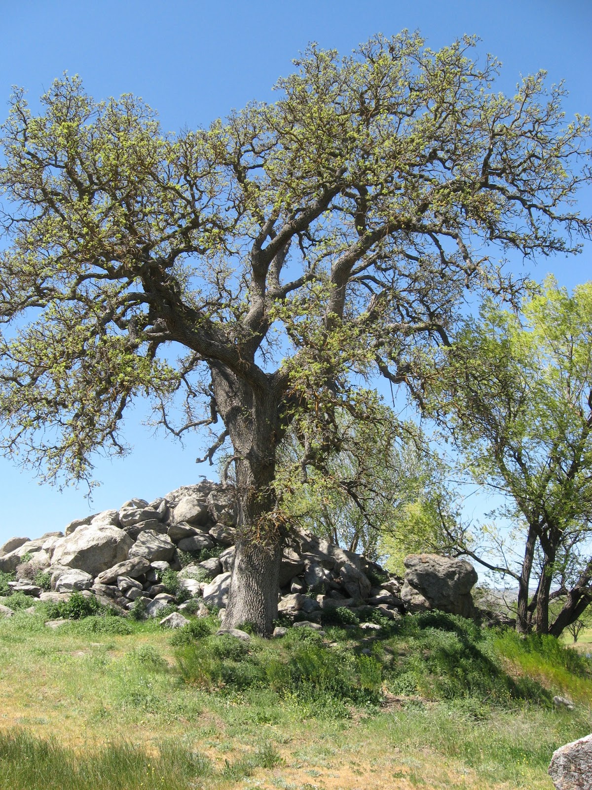 Desert Canyon Living California Oaks & Other Trees Dedicating this