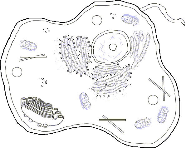 animal cells diagram. Plant Cell And Animal Cell