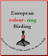 Birding in Colour