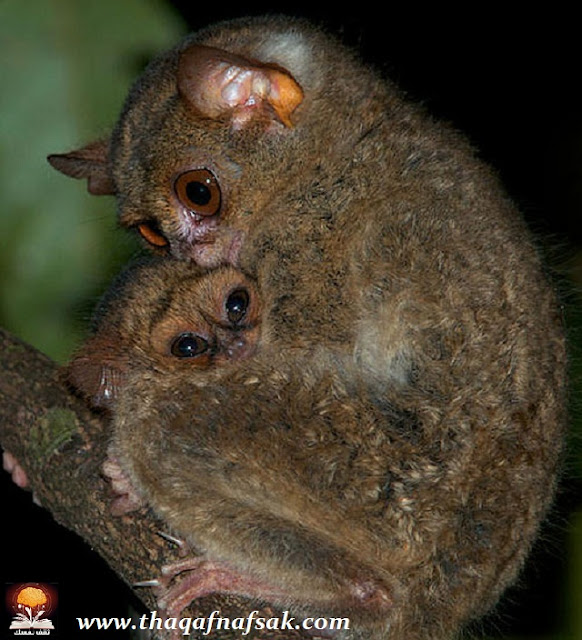 نقره لتكبير أو تصغير الصورة ونقرتين لعرض الصورة في صفحة مستقلة بحجمها الطبيعي