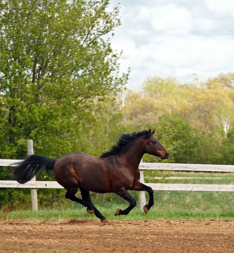 Barbara O'Brien Photography News HORSE MATH
