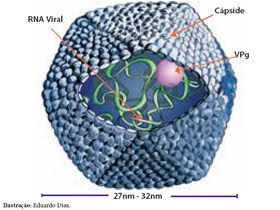 Qual exame detecta hepatite