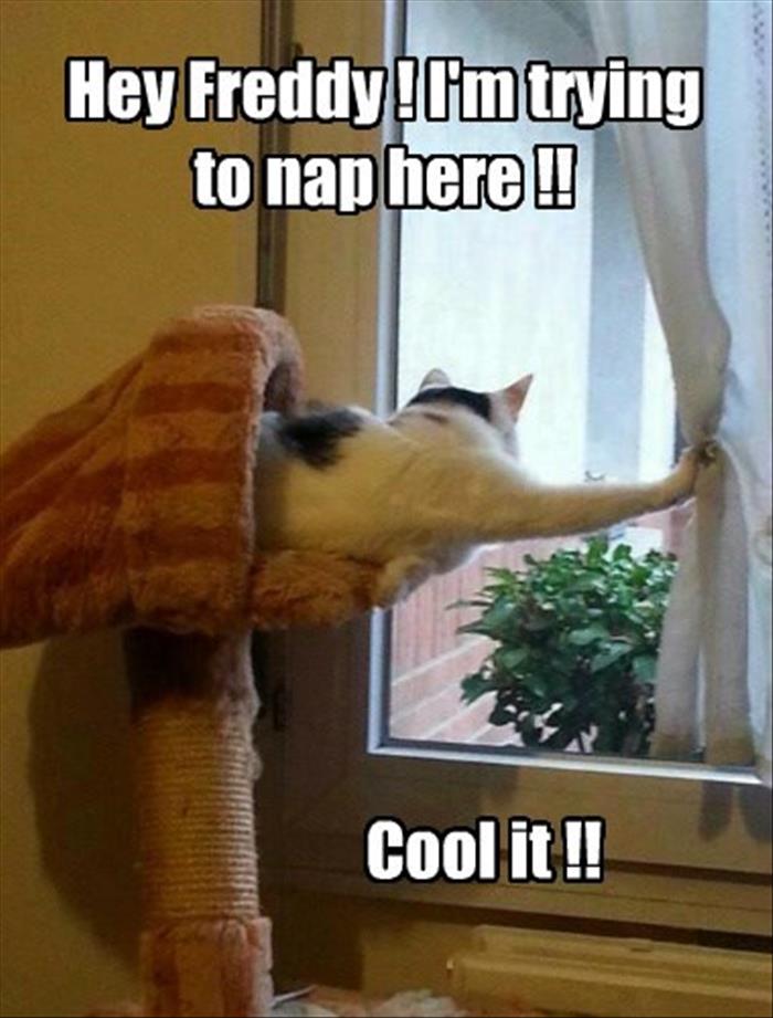 30 Funny animal captions - part 43, funny animal pictures with captions, funny captioned picture