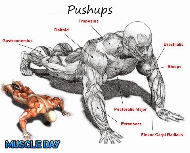 Chest Exercises - Pushups | Muscle Day