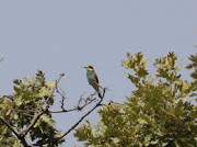 Birdwatching Huelva