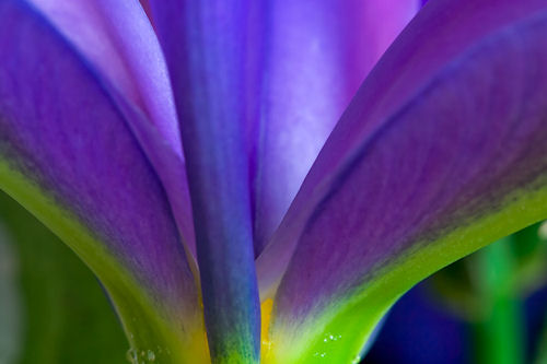 Flor de color púrpura - Purple Flower Clos up