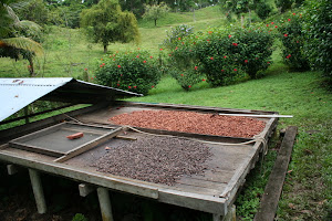 Cacao Seeds Drying in the Sun