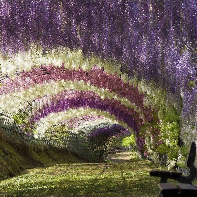Il Paradiso Non Puo Attendere Sono Spettacolari I Giardini A Fuji Kawachi