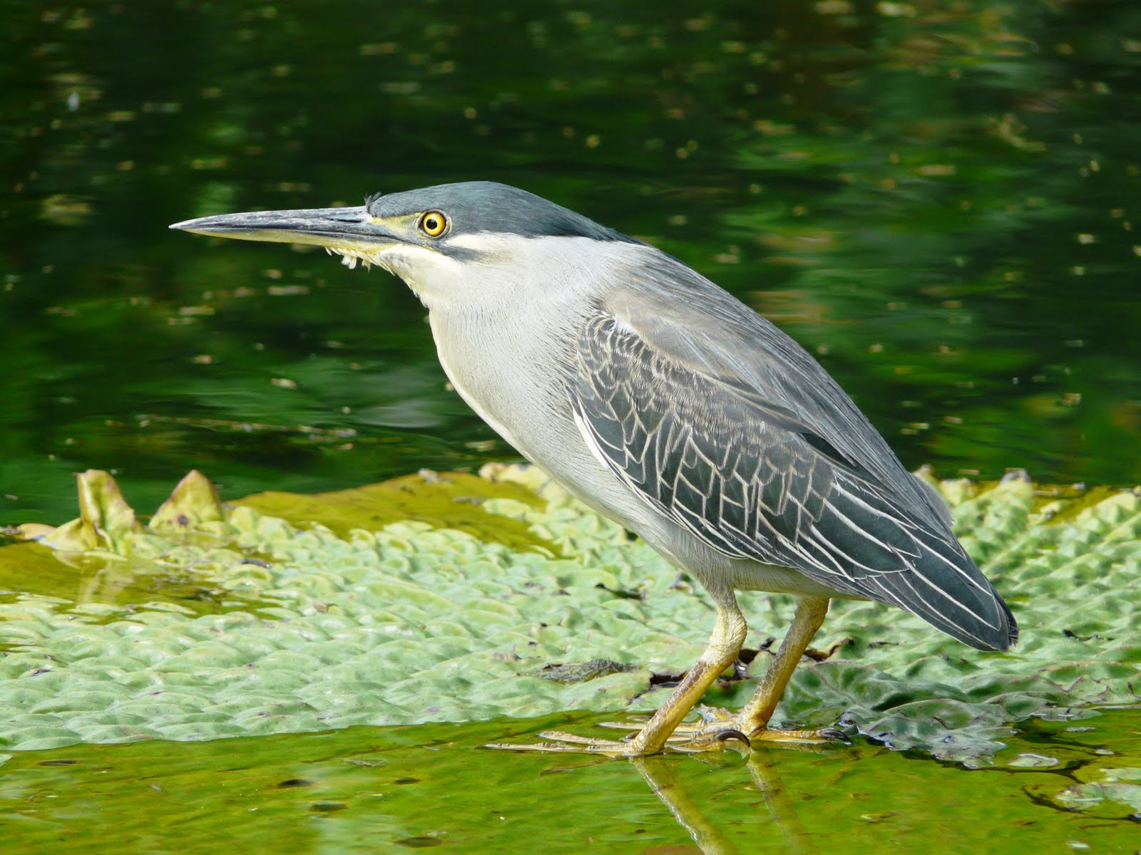 Neil's Daily Bird 17 GreenBacked (Striated) Heron