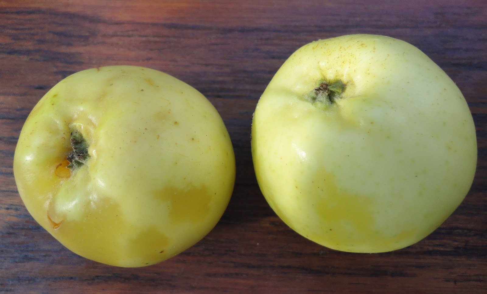 Svenska äpplen: Oranie = Oranjeappel