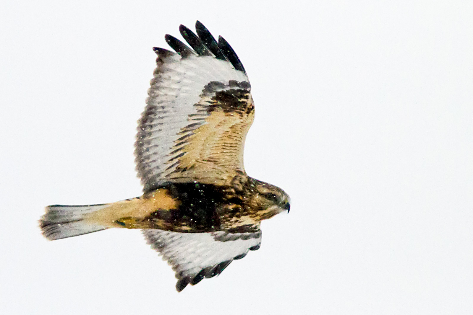Ruffed Legged Hawk