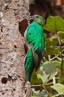Resplendent quetzal