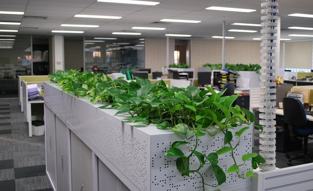 「plants in office」的圖片搜尋結果