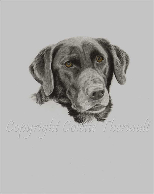 commissioned dog portrait work in progress