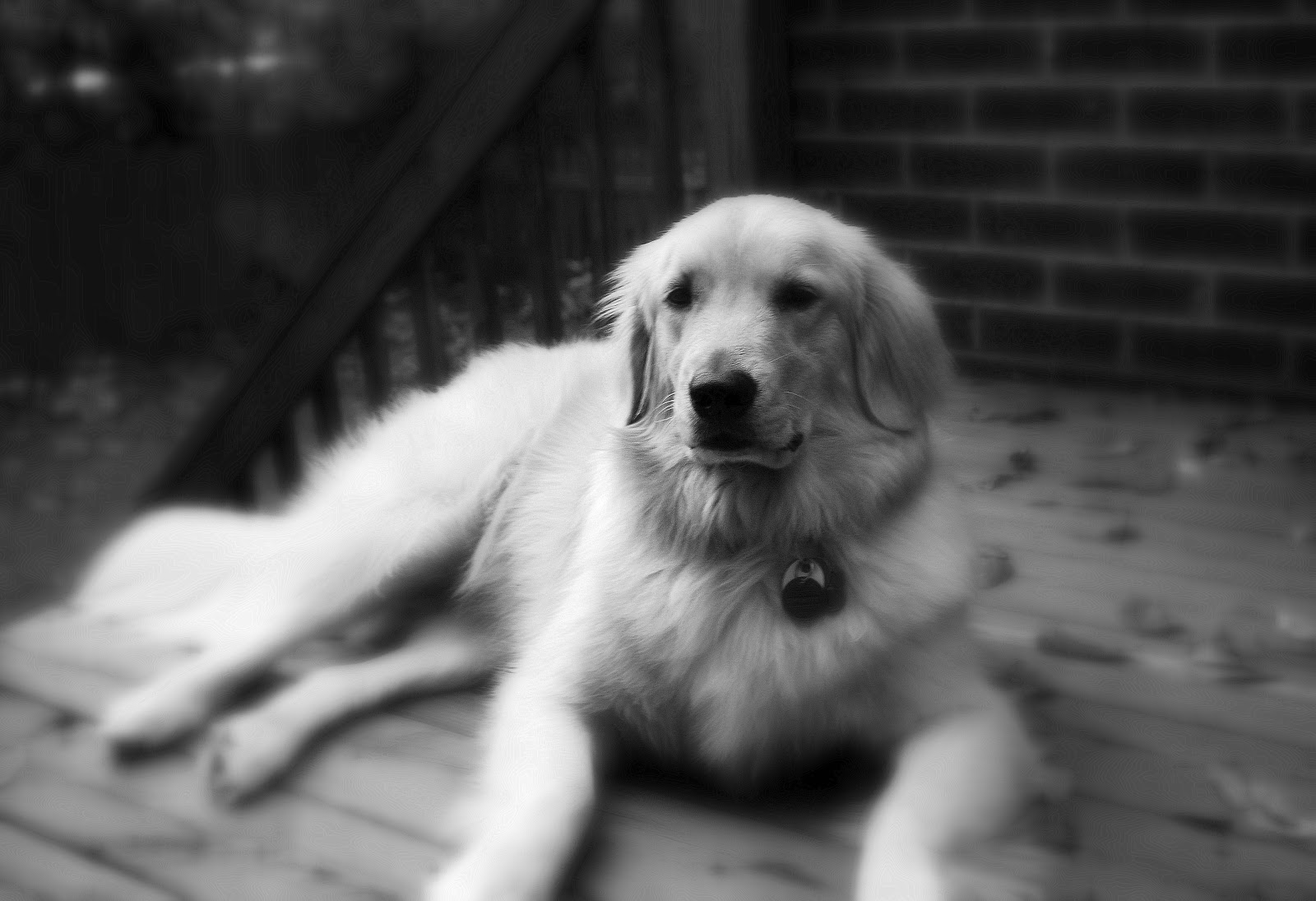 Mountain Dog Photography