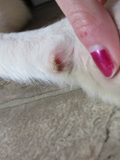 dog licking carpal pad