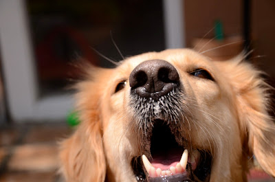 Dog's snout close up