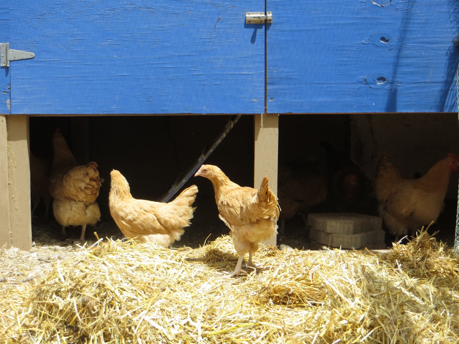 Sky Minded & Ever Growing How Much Space Does a Chicken Need, Anyway?