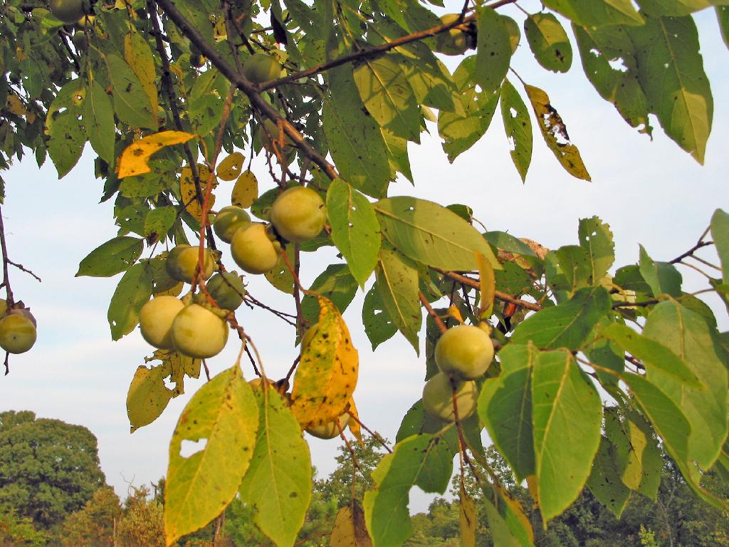 Fruit Warehouse American Persimmon ( Diospyros virginiana )