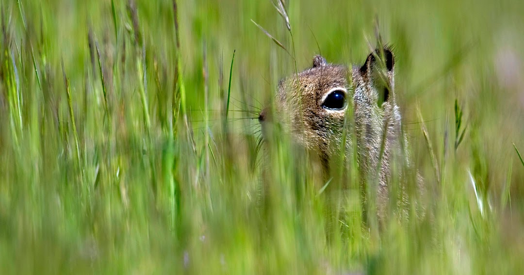 Robin Loznak Photography Gray digger on watch