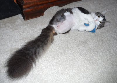 Anakin The Two Legged Cat Bald belly after surgery