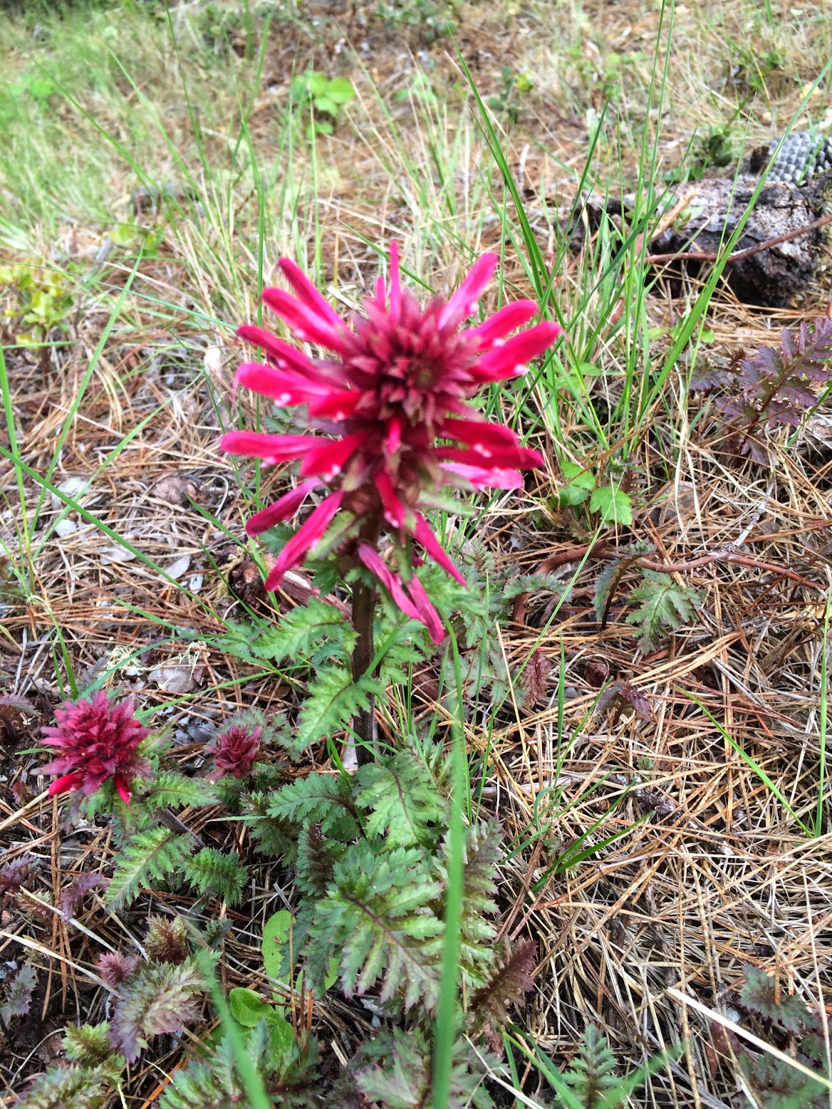 Intuitive fred888 Wildflowers starting to bloom on January 22nd in