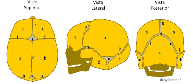 Esquema de un cráneo normal. a: Hueso Frontal, b: Hueso Parietal, c: Hueso Occipital, d: Hueso Temporal. e: Sutura Metópica, f: Sutura Coronal, g: Sutura Sagital, h: Sutura Lambdoidea, i: Sutura Temporo-Parietal. j: Fontanela Anterior, k: Fontanela Posterior, m: Fontanela Mastoidea, n: Fontanela Esfenoidal.