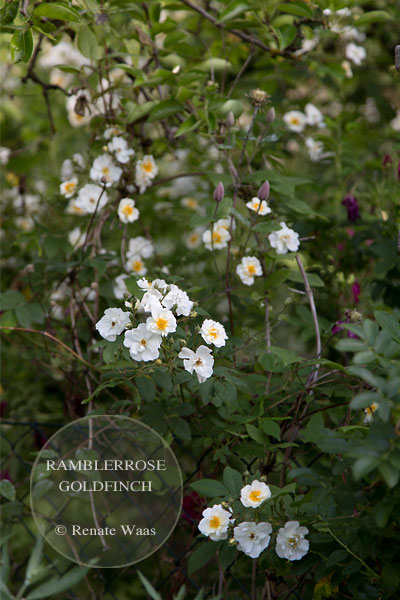 Gartenplanung, gartendesign und gartengestaltung: landhausgarten ...