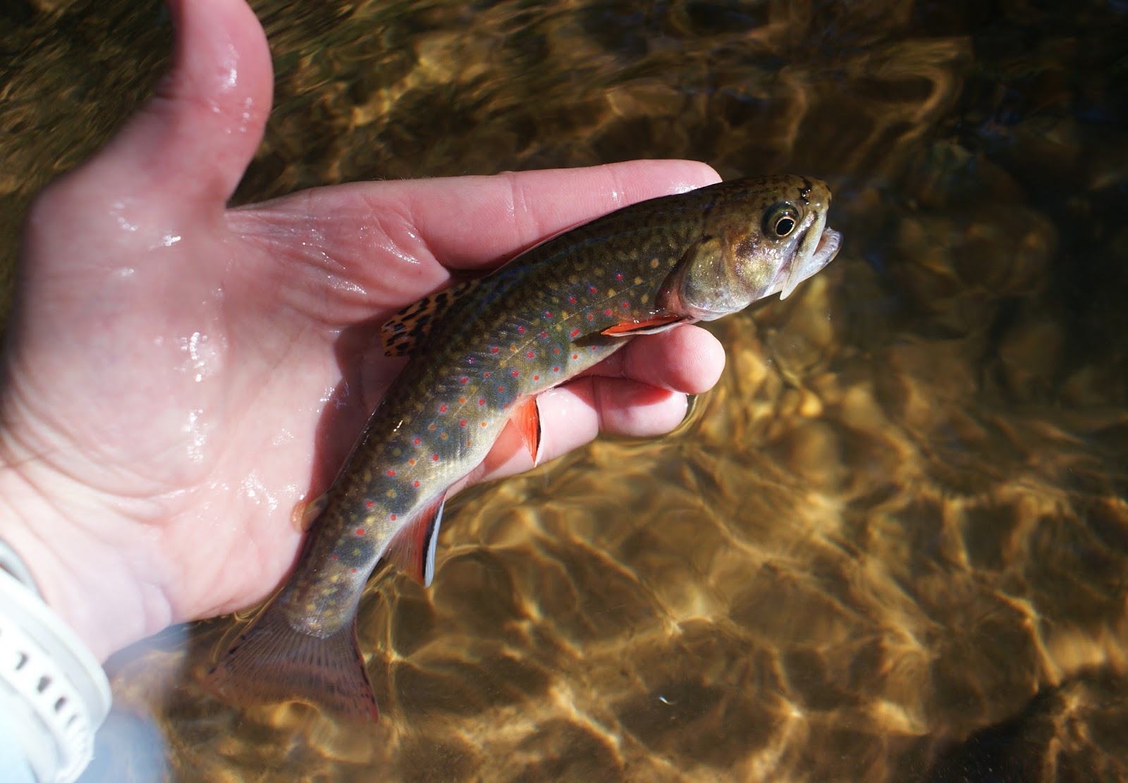 The Search for Native Salmonids West Virginia Trout Bummin Back to