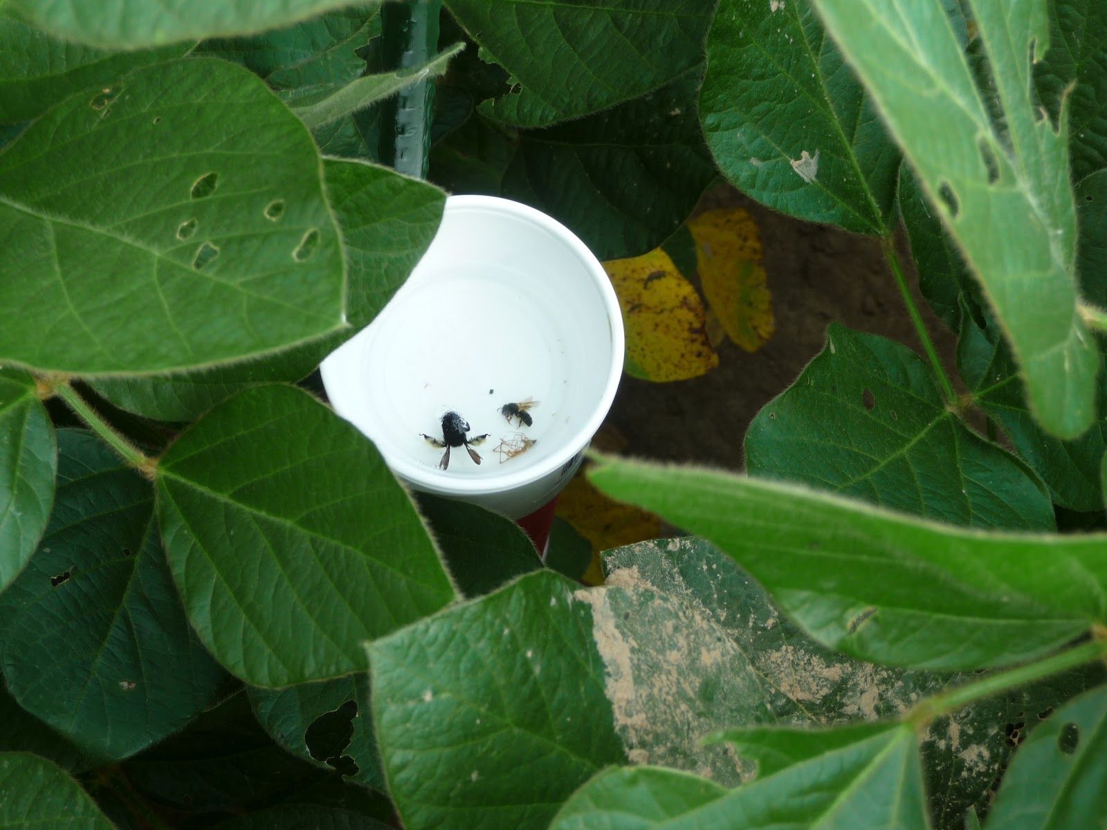 The Agricultural Landscape Ecology Lab Who's pollinating the soybean?