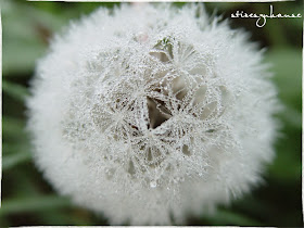 Stineszuhause Makro Montag Nr 15