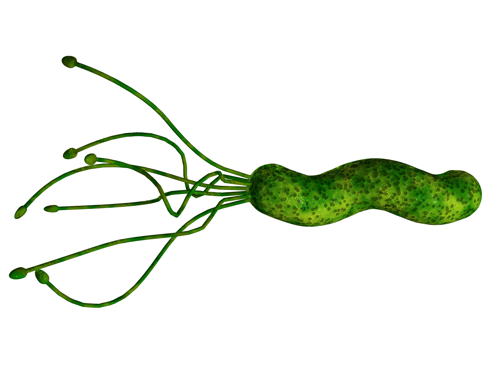 E Pylori Natural Treatment E Pylori Natural Treatment