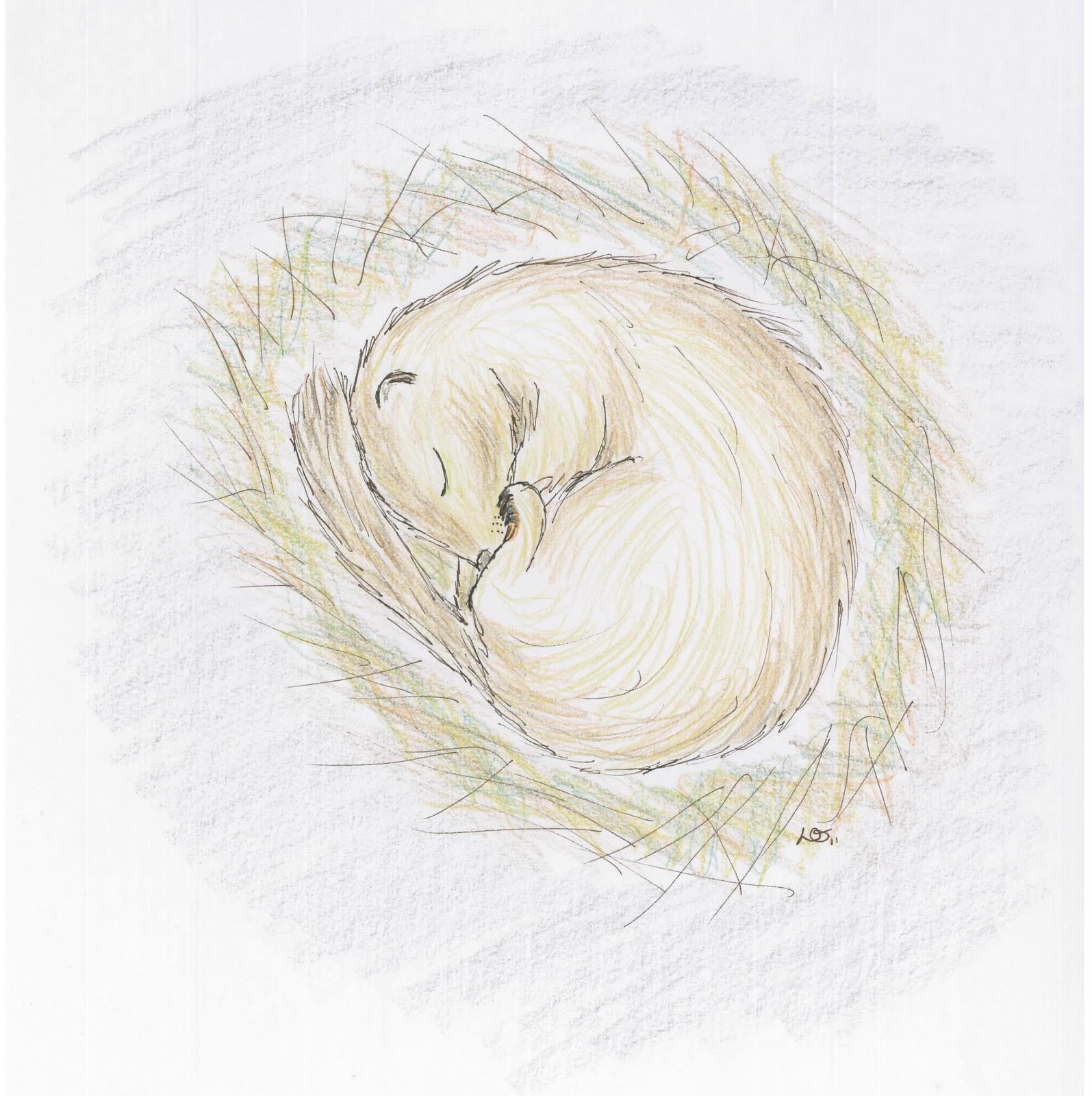 do squirrels hibernate. do squirrels hibernate.