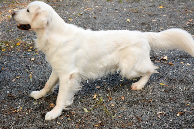 koira kultainennoutaja