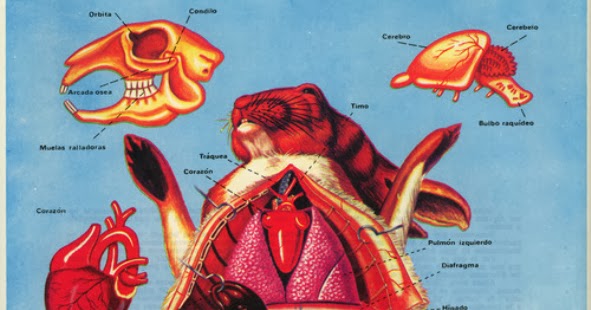 Anatomi Kelinci Saung Rabbit