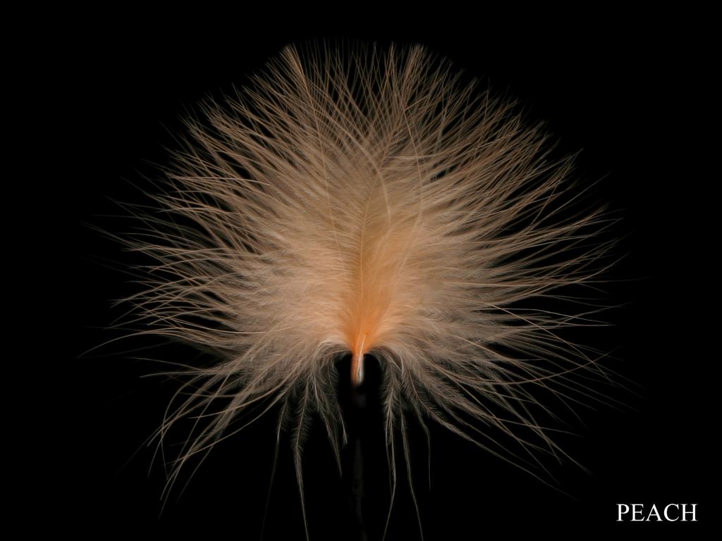 Online Birds Feathers In UK
