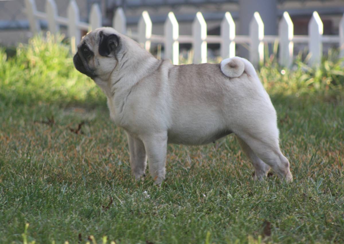 arvay pugs journey with pugs arvay pugs journey with pugs