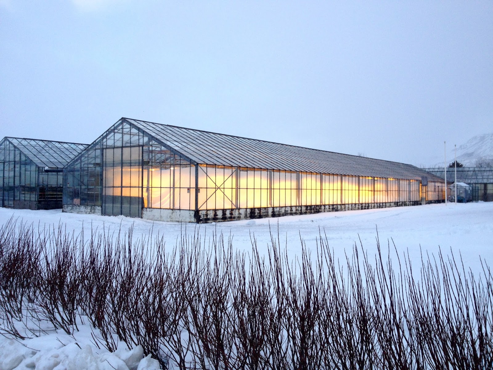 Fruit For The Office Who is Europe's Biggest Producer of Bananas?