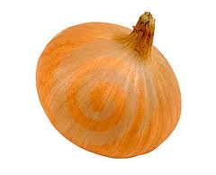 Budidaya bawang bombay dan cara menanam bawang bombay Budidaya, bawang, bombay, dan, cara, menanam