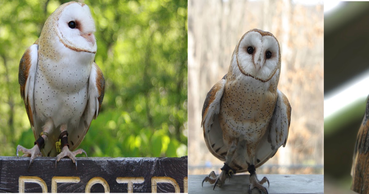 World Bird Sanctuary: Barn Owl Coloration