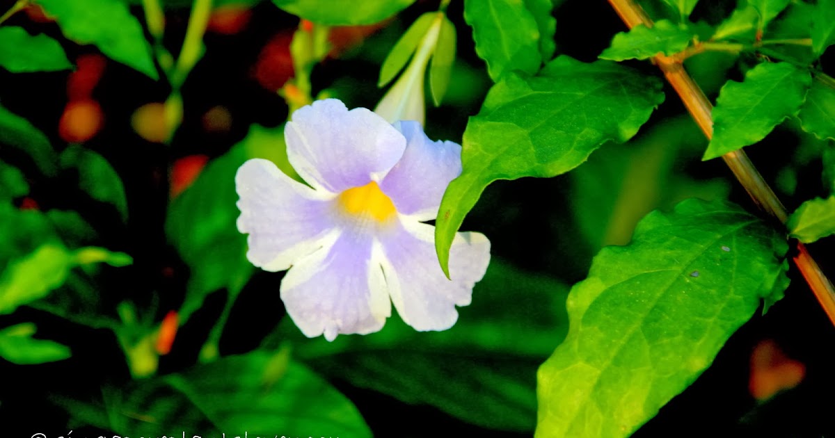 Singapore Plants Lover Climbers In Singapore Botanic Gardens