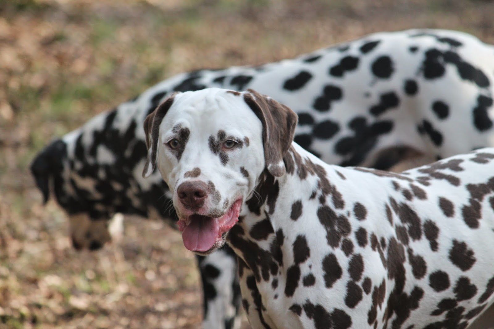 Indian Dogs Kennel Foto's