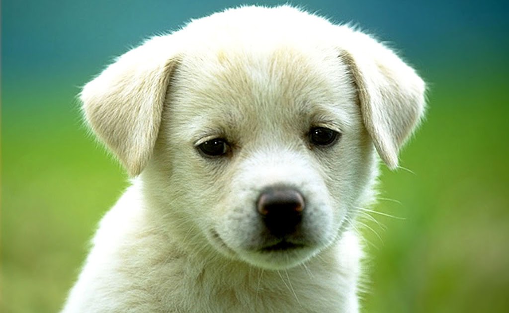 Arthrose Bei Hunden Rheumatische Arthritis