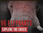 Take a Stand for the ELEPHANTS!-JUST ONE CLICK