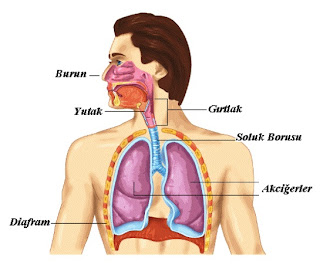 solunum-sistemi-organlari