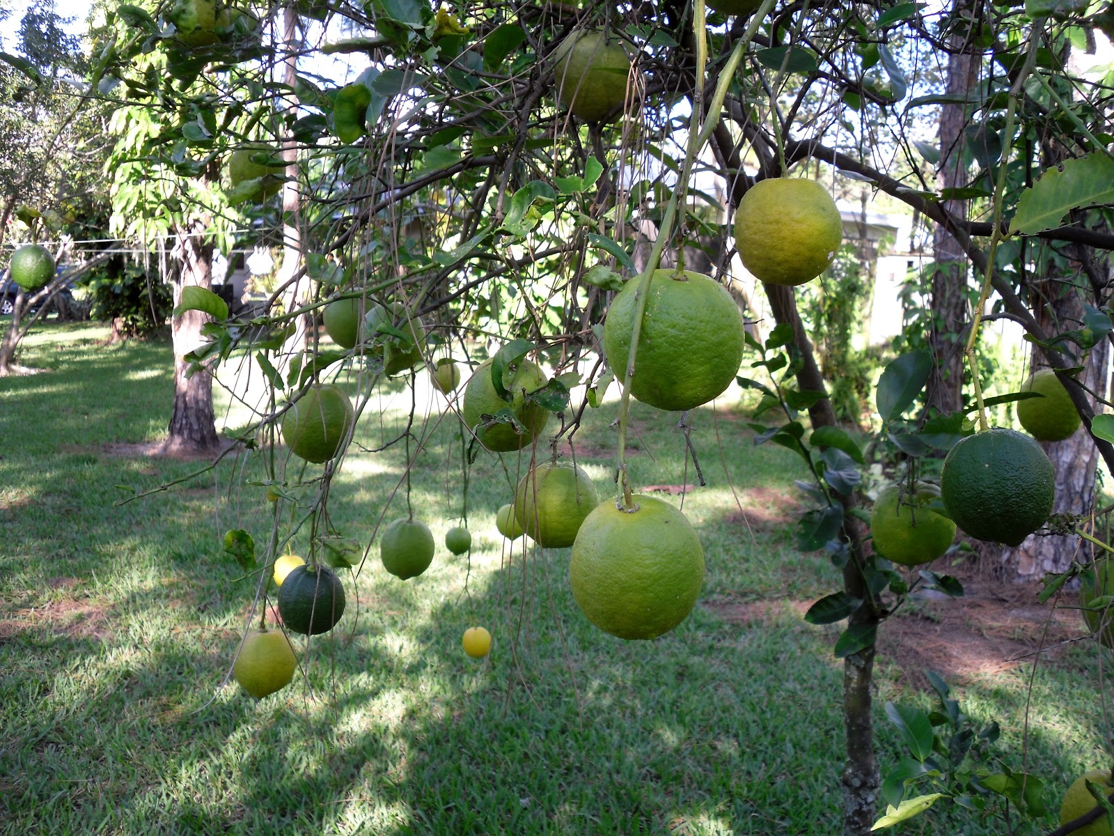 Jupiter Real Estate and Lifestyle State ordered to pay for healthy