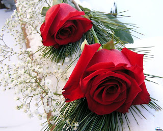 Rosas rojas - Imágenes -  dos rosas rojas